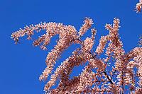 Tamarisk (Tamarix), in bloom, flower, tree, Rhineland-Palatinate, Germany [IBR125437982]