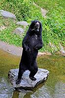Spectacled bear (Tremarctos ornatus), Andean bear, subadult, young bear, standing upright, by the water, alert, South America [IBR125437983]