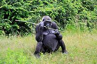 Western gorilla (Gorilla gorilla), adult, female, sitting on the ground, with food, eating, alert [IBR125437984]