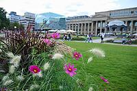 Autumn pile and summer pile on Schlossplatz, Cosmea, flowers, flower, blossom, New Castle, city, metropolis, Swabia metropolis, Swabia, Stuttgart, Neckar, GermanyB [IBR125437985]
