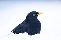 Eurasian blackbird (Turdus merula) adult male garden bird in snow in winter, England, United Kingdom [IBR125437986]