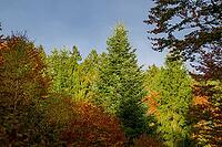 Colorful trees in a forest on a cloudy day with sunshine on the trees in autumn, Bavaria, Germany [IBR125437987]