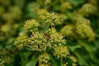 Ivy silk bee (Colletes hederae), wild bee, ivy (Hedera helix), flower, bee pasture, insect pasture, bee-friendly, insect-friendly, Bad Mergentheim, Tauber Valley, Tauber, Tauber-Franconia, Main-Tauber district, Germany [IBR125437988]