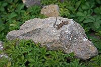 Wall lizard (Podarcis muralis), lizard, reptile, Bad Mergentheim, Tauber Valley, Tauber-Franconia, Main-Tauber district, September, summer, Germany [IBR125437989]