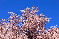 Tamarisk (Tamarix), in bloom, flower, tree, Rhineland-Palatinate, Germany [IBR125437991]
