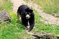 Spectacled bear (Tremarctos ornatus), Andean bear, adult, walking, alert, South America [IBR125437992]