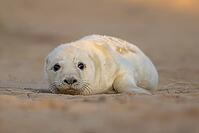 Atlantic grey seal (Halichoerus grypus) juvenile baby pup animal resting on sand dunes on a beach, England, United Kingdom [IBR125437993]