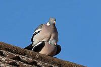 Wood pigeon (Columba palumbus) two adult garden birds mating or having sex on an urban house roof, England, United Kingdom [IBR125437994]