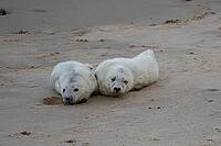 Atlantic grey seal (Halichoerus grypus) two juvenile baby pup animals resting on a beach, Norfolk, England, United Kingdom [IBR125437995]