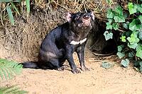 Tasmanian devil (Sarcophilus harrisii), adult, sitting on the ground near its burrow, alert, Australia, in captivity [IBR125437996]