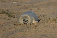 Atlantic grey seal (Halichoerus grypus) juvenile baby pup sleepy animal yawning on a beach, England, United Kingdom [IBR125437997]
