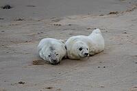 Atlantic grey seal (Halichoerus grypus) two juvenile baby pup animals resting on a beach, England, United Kingdom [IBR125437998]
