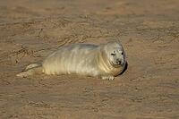 Atlantic grey seal (Halichoerus grypus) juvenile baby pup animal sleeping on a beach, Norfolk, England, United Kingdom [IBR125437999]