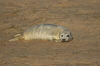 Atlantic grey seal (Halichoerus grypus) juvenile baby pup animal resting on a beach, England, United Kingdom [IBR125438000]
