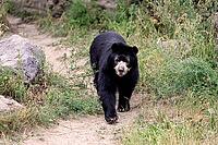 Spectacled bear (Tremarctos ornatus), Andean bear, adult, walking, alert, South America [IBR125438001]