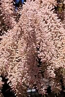 Tamarisk (Tamarix), in bloom, flower, tree, Rhineland-Palatinate, Germany [IBR125438002]