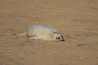 Atlantic grey seal (Halichoerus grypus) juvenile baby pup animal sleeping on a beach, Norfolk, England, United Kingdom [IBR125438003]