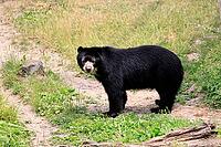Spectacled bear (Tremarctos ornatus), Andean bear, adult, alert, South America [IBR125438004]