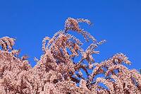 Tamarisk (Tamarix), in bloom, flower, tree, Rhineland-Palatinate, Germany [IBR125438005]