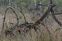 Deadwood in the moor, Emsland, Lower Saxony, Germany [IBR125438006]