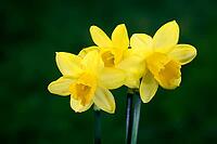 Wild daffodil (Narcissus pseudonarcissus), Easter daffodil, in bloom, flower, Ellerstadt, Rhineland-Palatinate, Germany [IBR125438007]