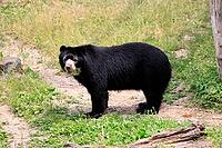 Spectacled bear (Tremarctos ornatus), Andean bear, adult, alert, South America [IBR125438008]