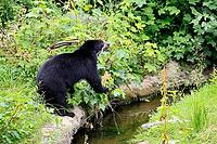 Spectacled bear (Tremarctos ornatus), Andean bear, subadult, half-grown young, by the water, alert, South America [IBR125438009]