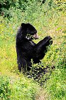 Spectacled bear (Tremarctos ornatus), Andean bear, subadult, sitting on the ground, feeding, South America [IBR125438010]