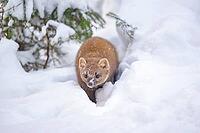 European pine marten (Martes martes) in the snow in winter, Bavaria, Germany [IBR125438011]