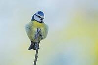 Blue tit (Cyanistes caeruleus) adult garden bird singing on a tree branch in spring, England, United Kingdom [IBR125438012]