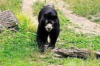 Spectacled bear (Tremarctos ornatus), Andean bear, adult, walking, alert, South America [IBR125438013]