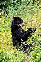 Spectacled bear (Tremarctos ornatus), Andean bear, subadult, sitting on the ground, feeding, South America [IBR125438014]