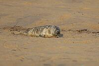 Atlantic grey seal (Halichoerus grypus) juvenile baby pup animal sleeping on a beach, England, United Kingdom [IBR125438015]