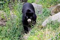 Spectacled bear (Tremarctos ornatus), Andean bear, adult, walking, alert, South America [IBR125438016]