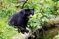 Spectacled bear (Tremarctos ornatus), Andean bear, subadult, half-grown young, by the water, alert, South America [IBR125438017]