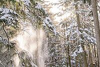 Snowy norway spruce (Picea abies) forest in the Bavarian Forest national park, Bavaria, Germany [IBR125438018]