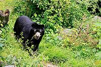 Spectacled bear (Tremarctos ornatus), Andean bear, adult, walking, alert, South America [IBR125438019]
