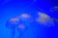 Moon jellyfish (Aurelia aurita), group, in water, in captivity, Germany [IBR125438020]