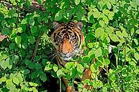 Sumatran tiger (Panthera tigris sumatrae), adult, portrait, alert, Sumatra [IBR125438021]
