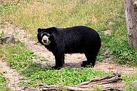 Spectacled bear (Tremarctos ornatus), Andean bear, adult, alert, South America [IBR125438022]