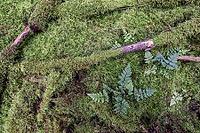 Moss and spiny fern (Dryopteris carthusiana) on the forest floor, Emsland, Lower Saxony, Germany [IBR125438023]