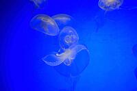 Moon jellyfish (Aurelia aurita), group, in water, in captivity, Germany [IBR125438024]