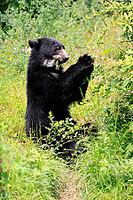 Spectacled bear (Tremarctos ornatus), Andean bear, subadult, sitting on the ground, feeding, South America [IBR125438025]