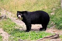 Spectacled bear (Tremarctos ornatus), Andean bear, adult, alert, South America [IBR125438026]