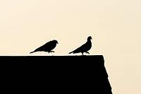 Wood pigeon (Columba palumbus) two adult garden birds during their courtship display on an urban house roof silhouette at sunset, England, United Kingdom [IBR125438028]