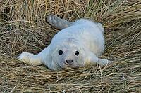 Atlantic grey seal (Halichoerus grypus) juvenile baby pup animal resting on sand dunes on a beach, England, United Kingdom [IBR125438029]