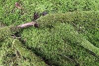 Moss am Waldboden, Emsland, Lower Saxony, Germany [IBR125438030]