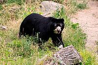 Spectacled bear (Tremarctos ornatus), Andean bear, adult, alert, South America [IBR125438031]