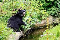 Spectacled bear (Tremarctos ornatus), Andean bear, subadult, half-grown young, by the water, alert, South America [IBR125438032]