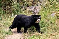 Spectacled bear (Tremarctos ornatus), Andean bear, adult, walking, alert, South America [IBR125438033]